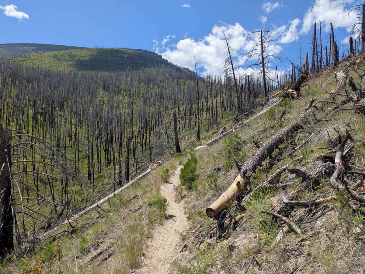 Ward Mountain trail photo
