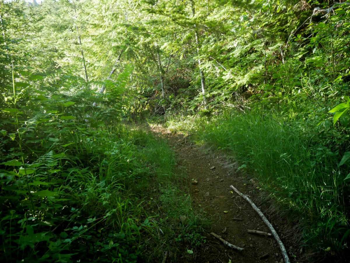 Stumpy photo 6
