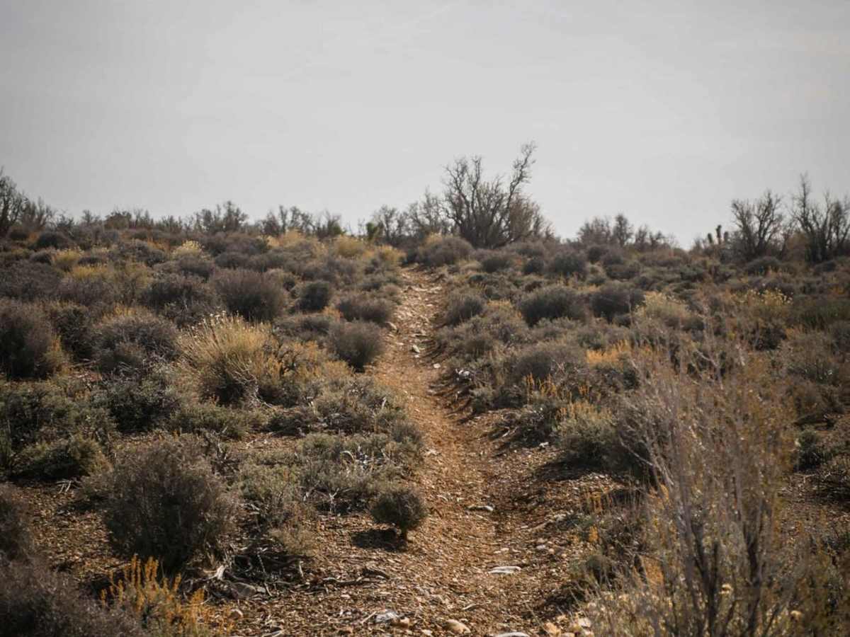 Joshua Tree Wash trail photo