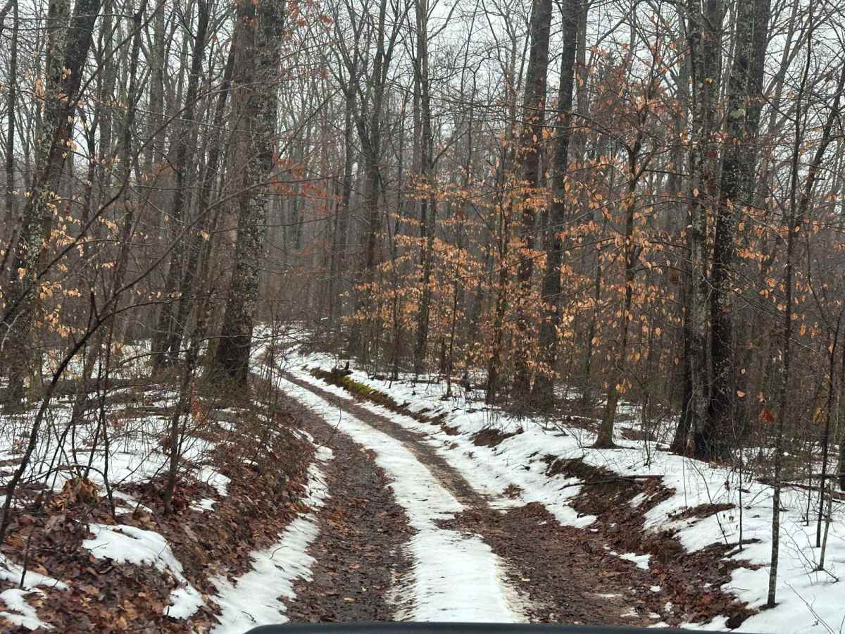Big Branch 3044 photo 2