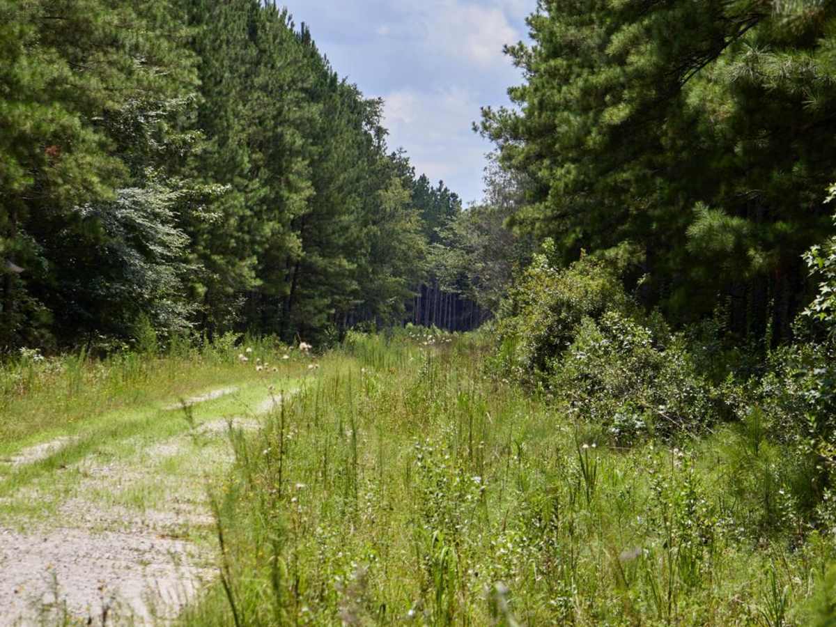 Middle Road photo 5