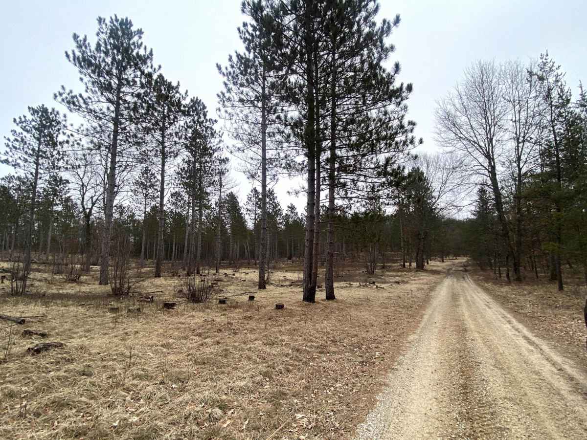 Power in the Pines trail photo