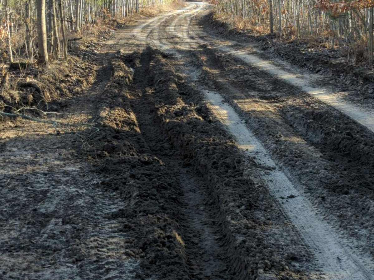 Manistee National Forest Hayes Road photo 2
