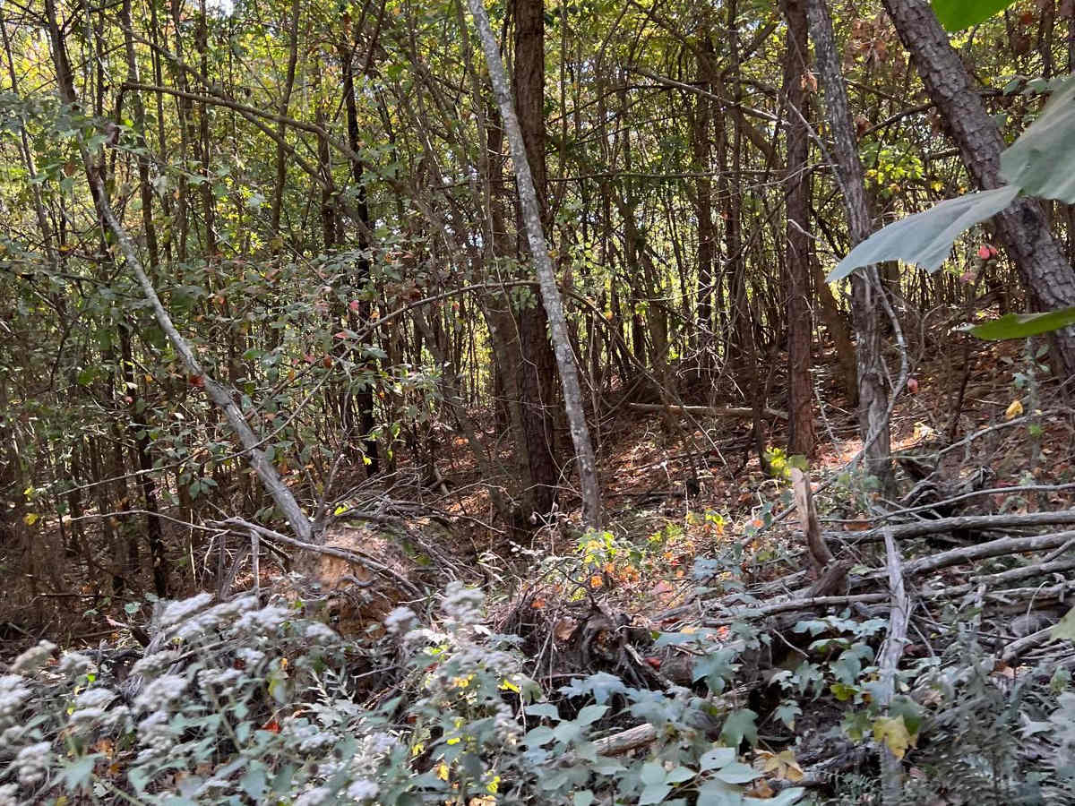 Wolf Pen Gap 3 East photo 3