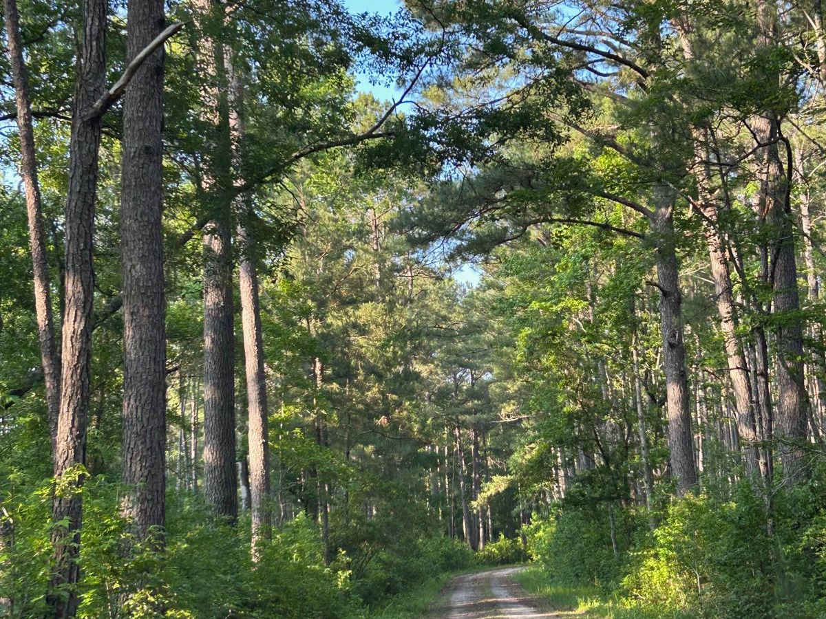 Thompson Branch Road - FSR 154A photo 4