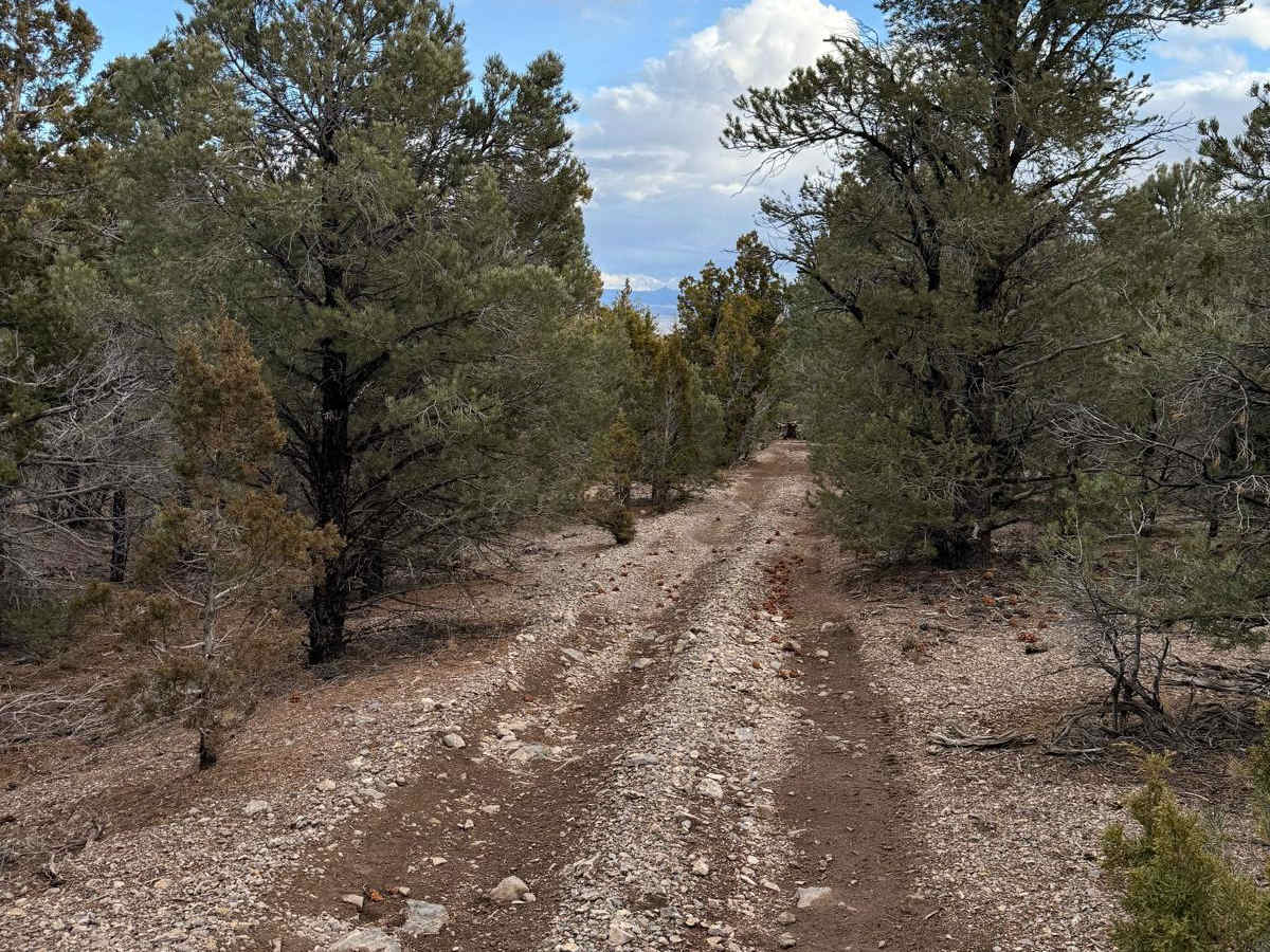 Patterson Pass Loop trail photo