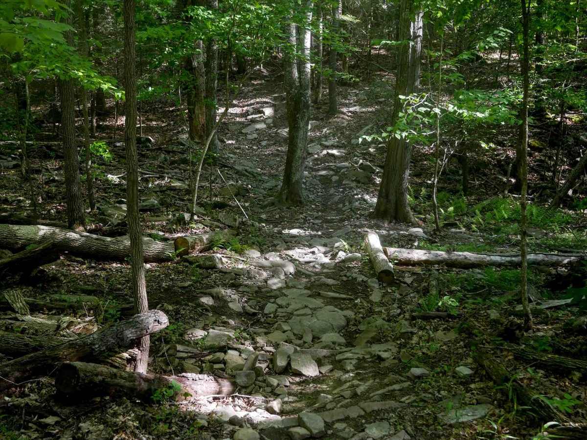 Single Track 2 photo 3
