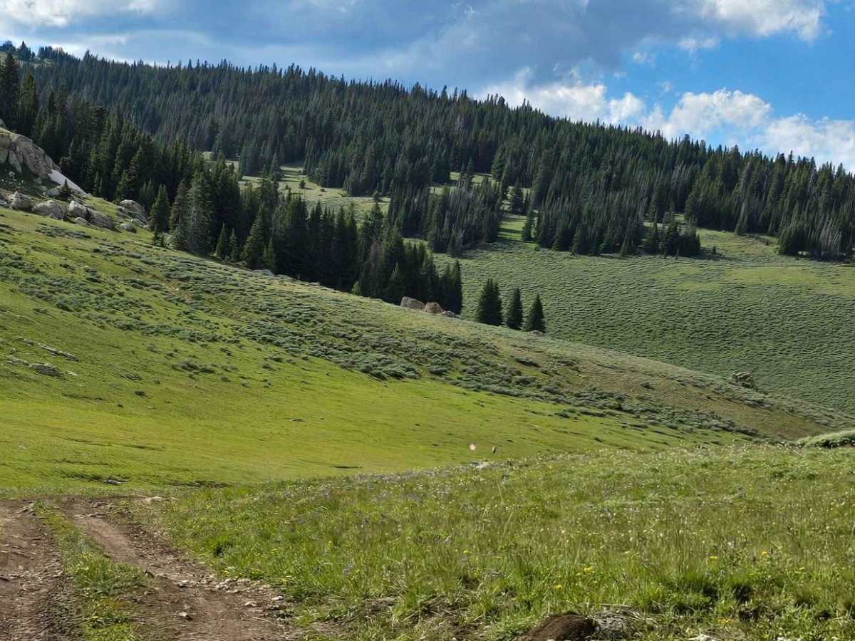 Fools Creek (FSR 178) - Ice Creek (FSR 142) photo 4