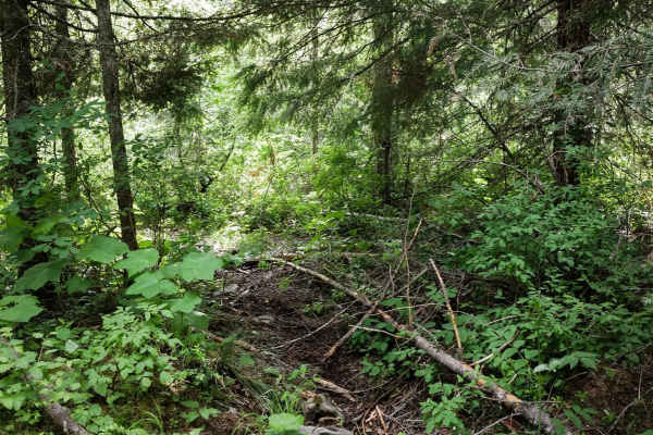 Mowat Creek