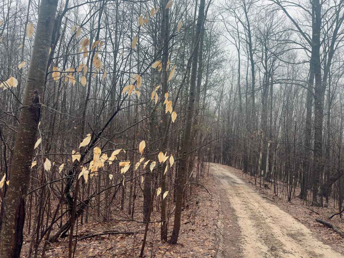 Haynes Lake Trail photo 4