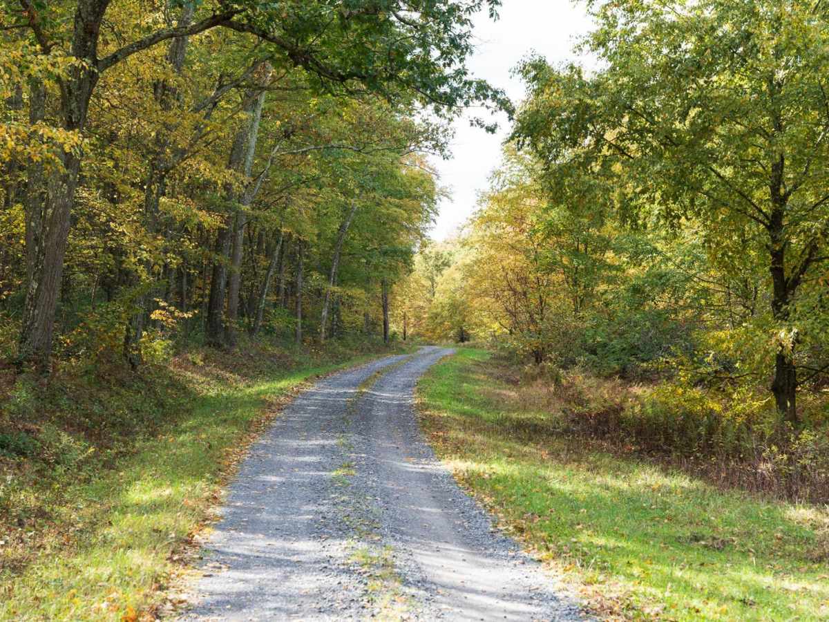 Pine Swamp Road trail photo