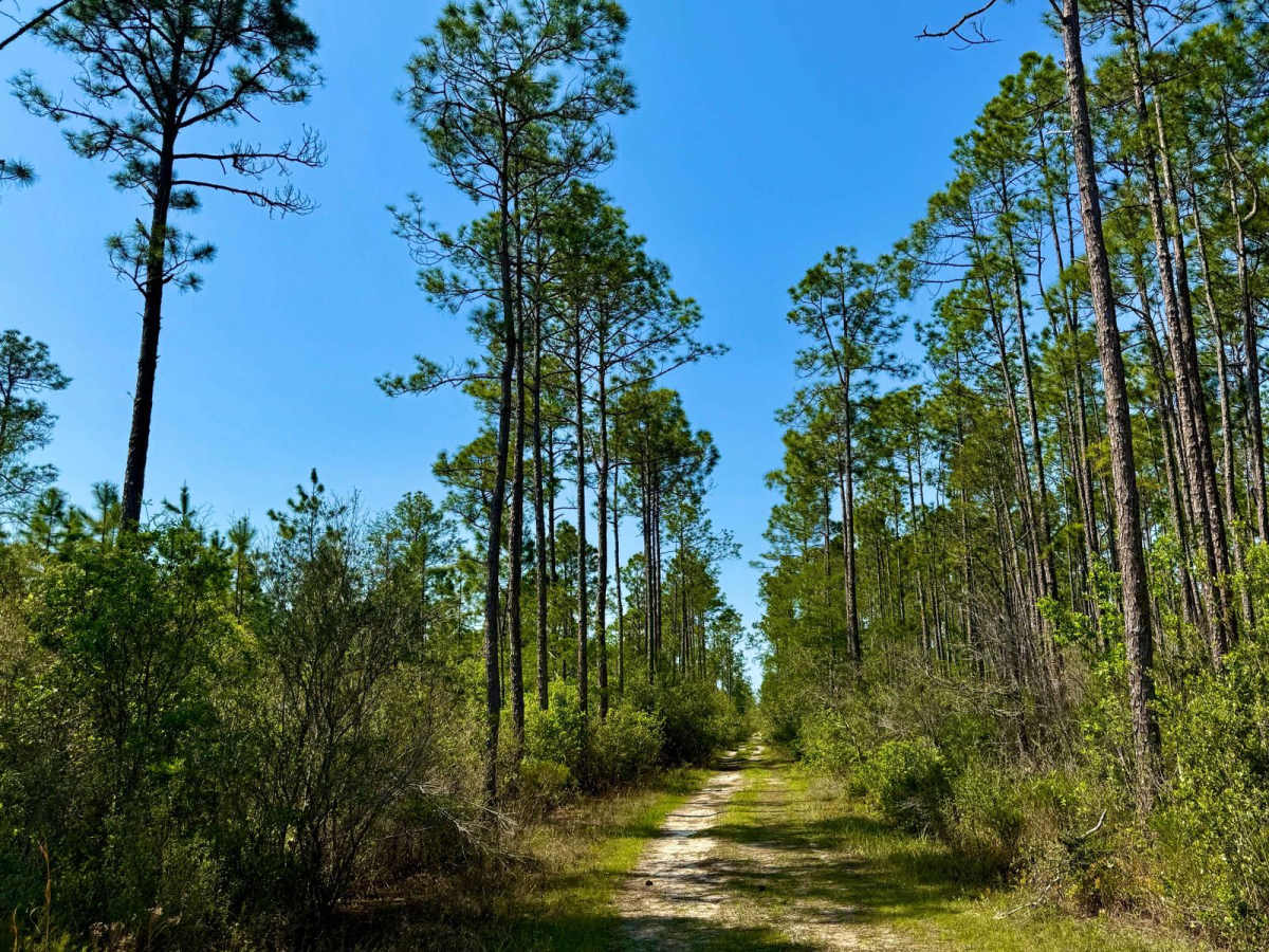 SFR 24 trail photo