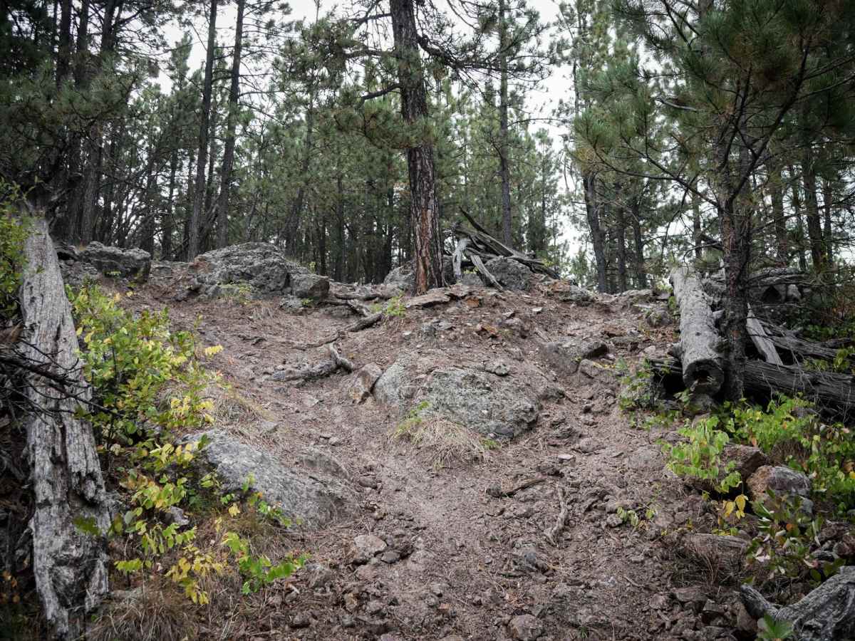 Bogus 6339 trail photo