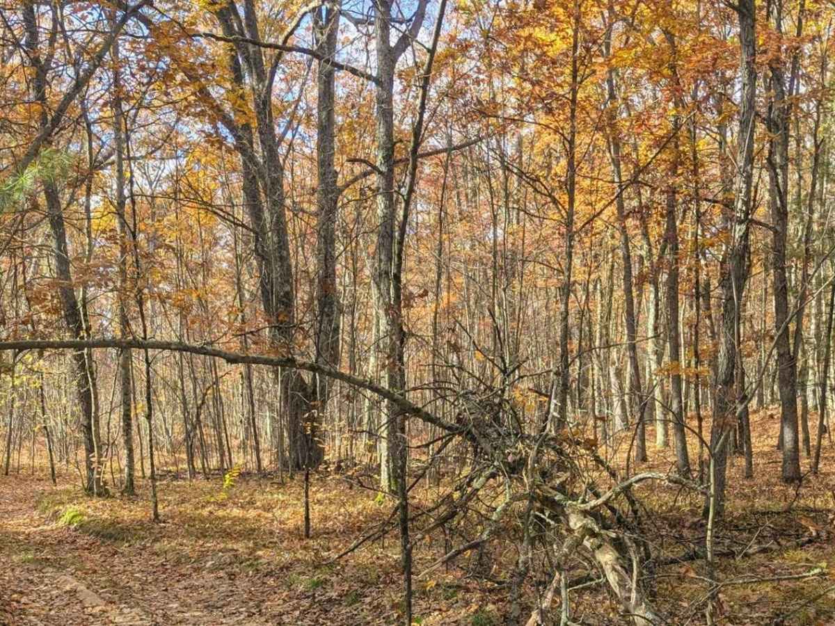 An Inside Trail at Tin Cup photo 2