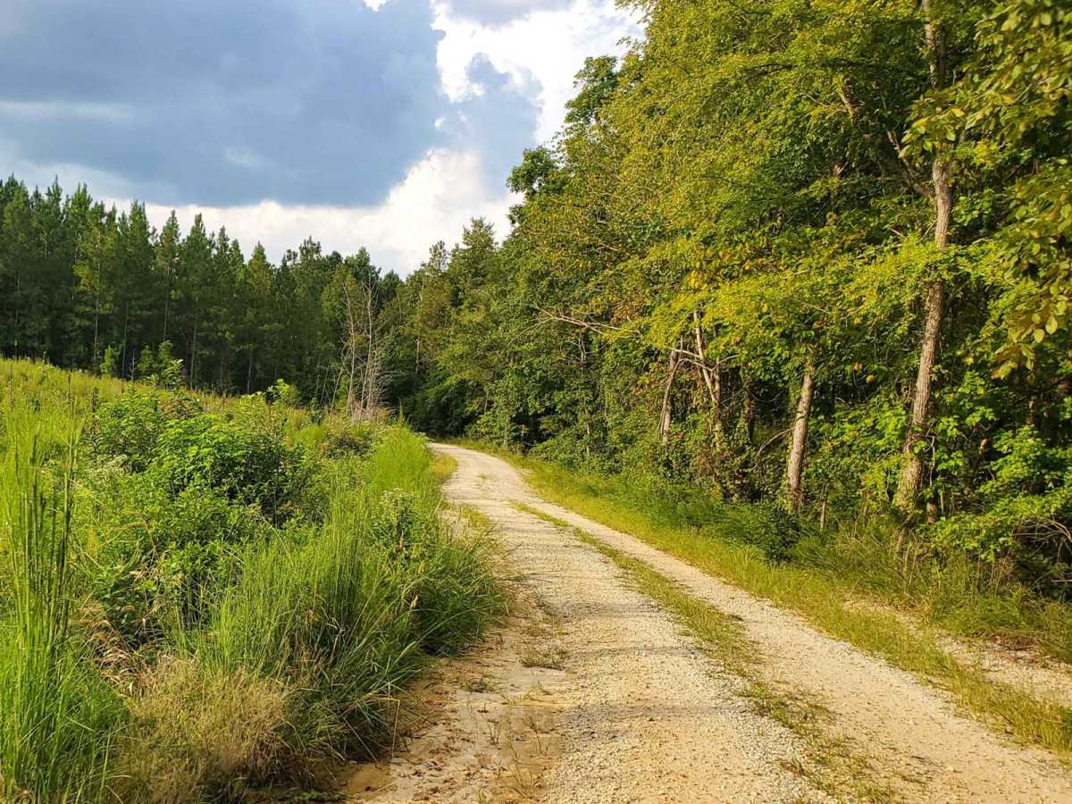 Francis Marion & Sumter National Forests Southern Adventure Route photo 3