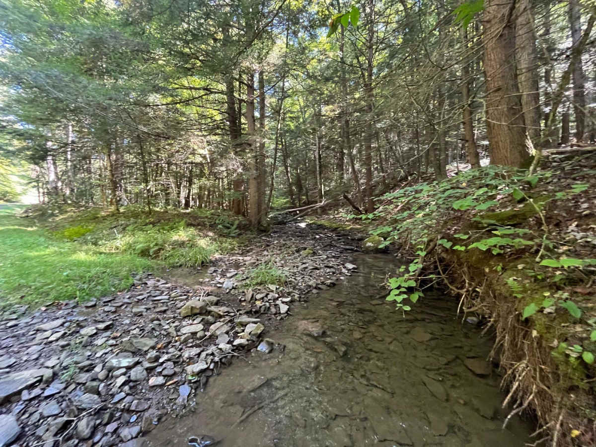 Wildcat Hollow Limited Access trail photo