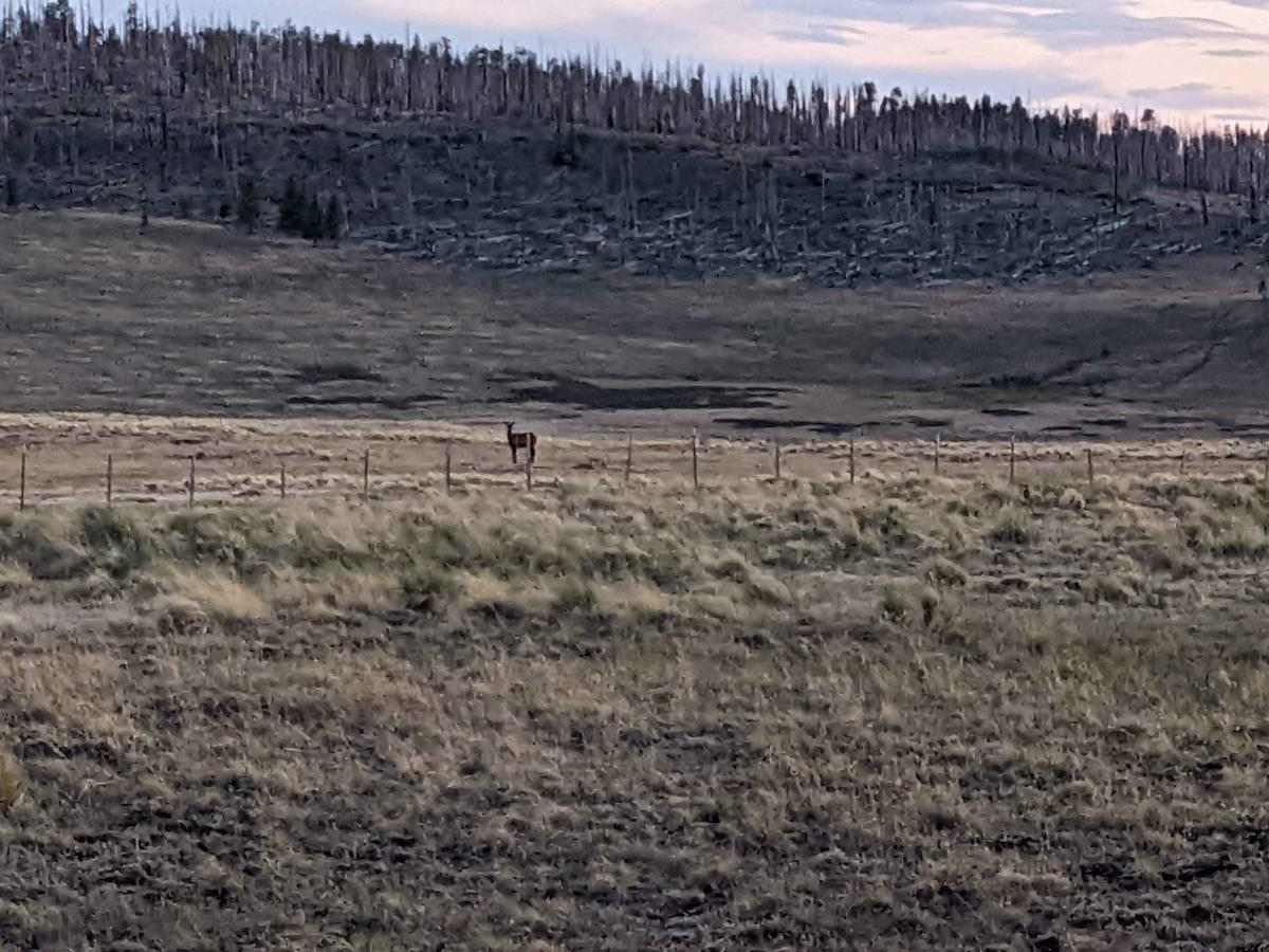 Escudilla Mountain trail photo