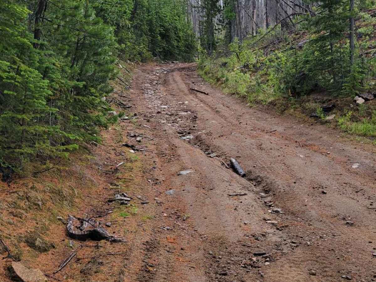 Forest Crossing photo 2