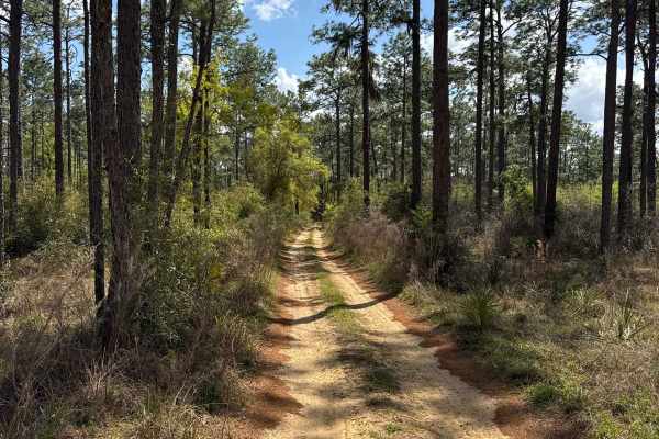 Ocala National Forest 316-7.1