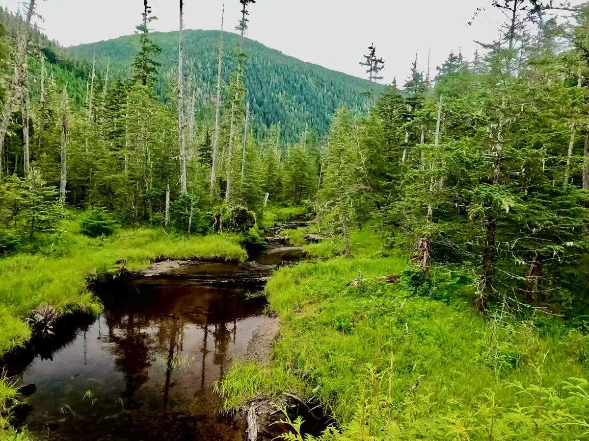 Highbush Spur Road - 50041 trail photo