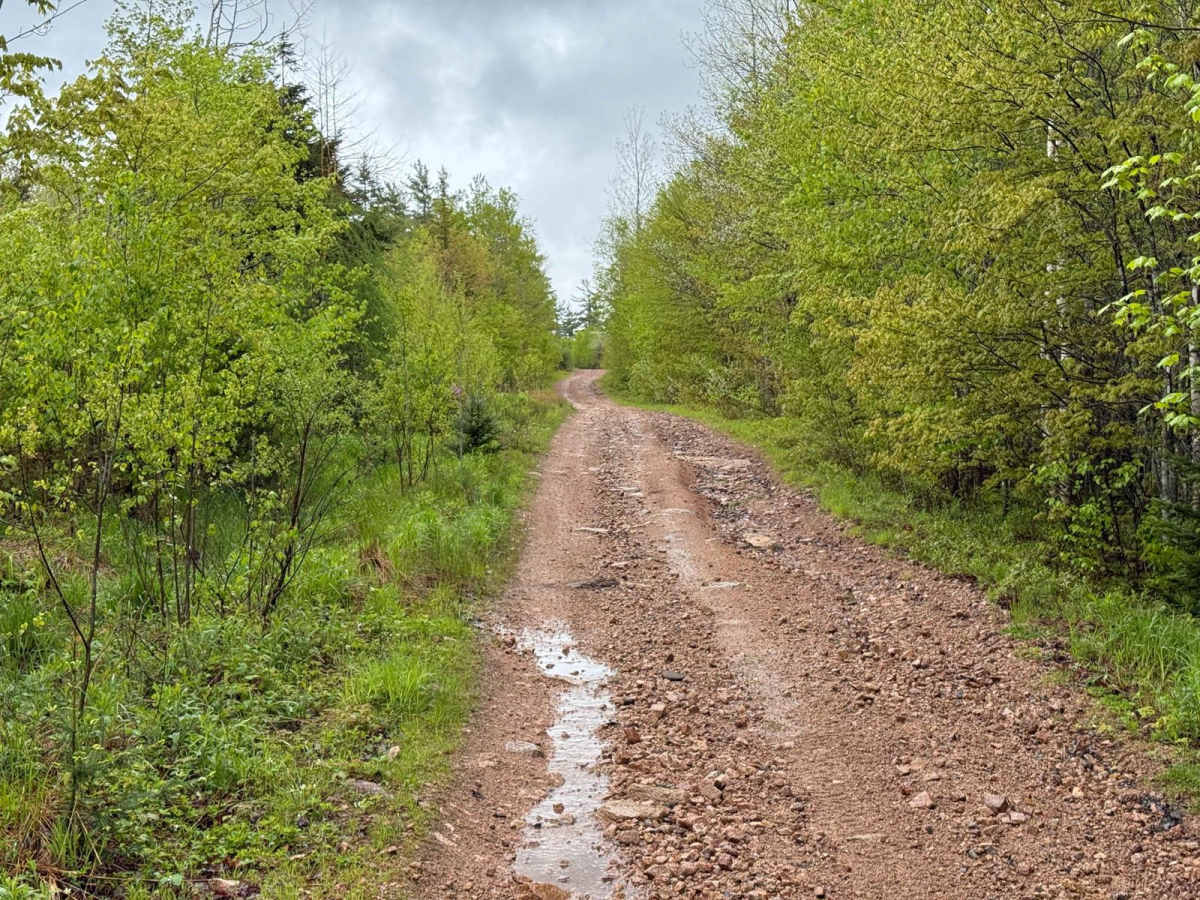 Sweet Road photo 3