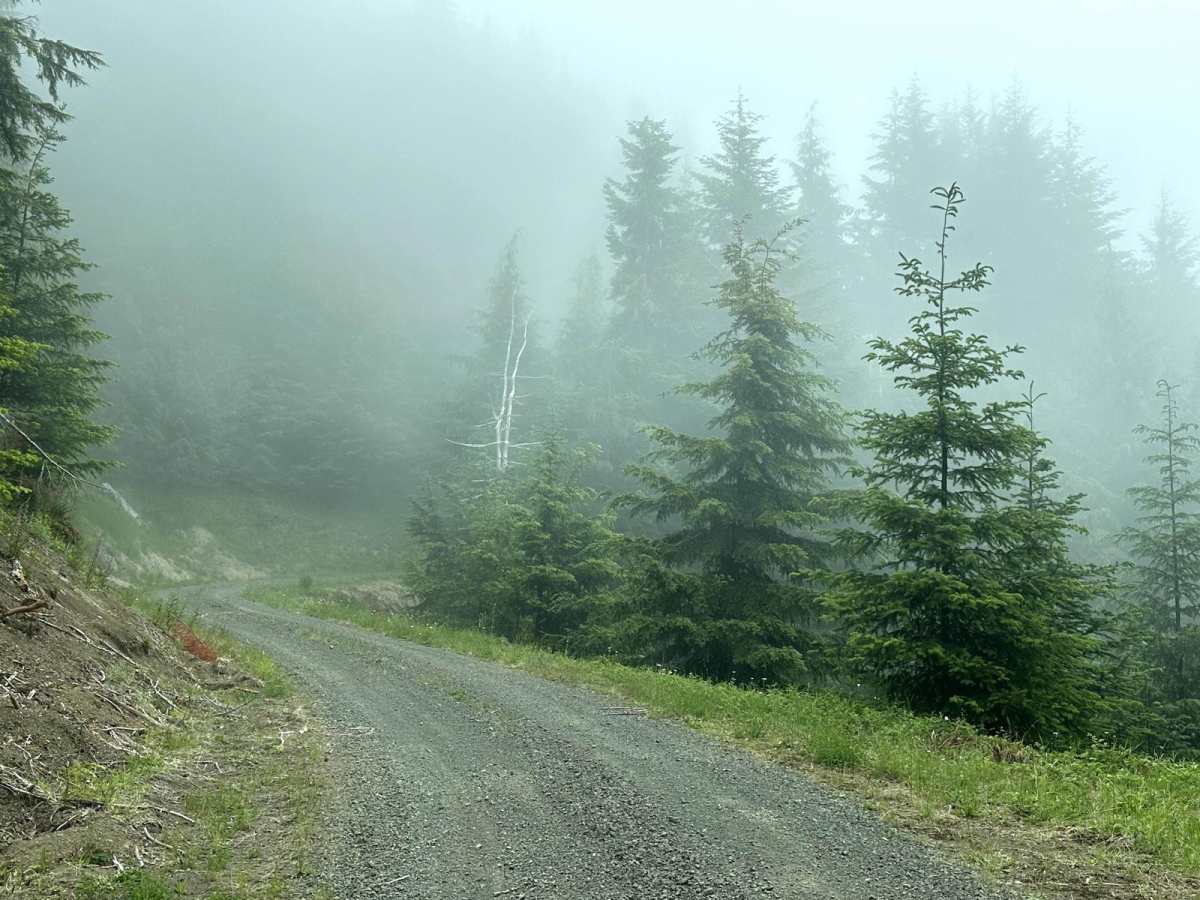 Humptulips Ridgeline Trail photo 2