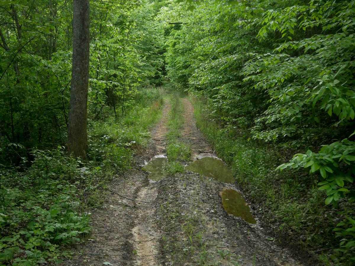 MV75 photo 3