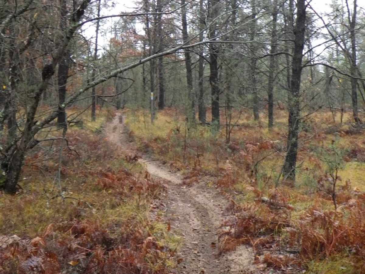 Little Manistee Cutoff 24-inch Trail photo 5