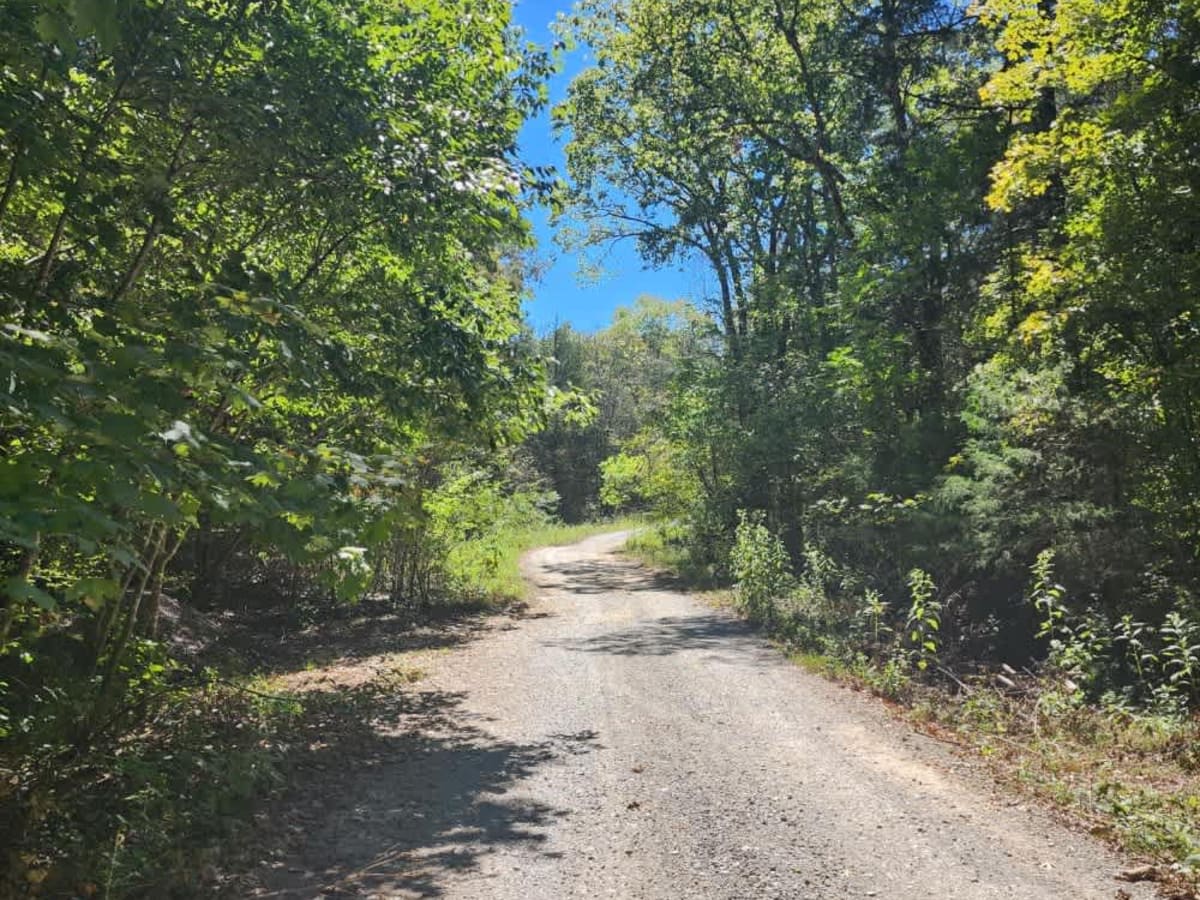 Cedar Forest Road trail photo