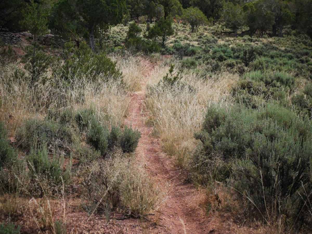 BLM 8623 photo 2