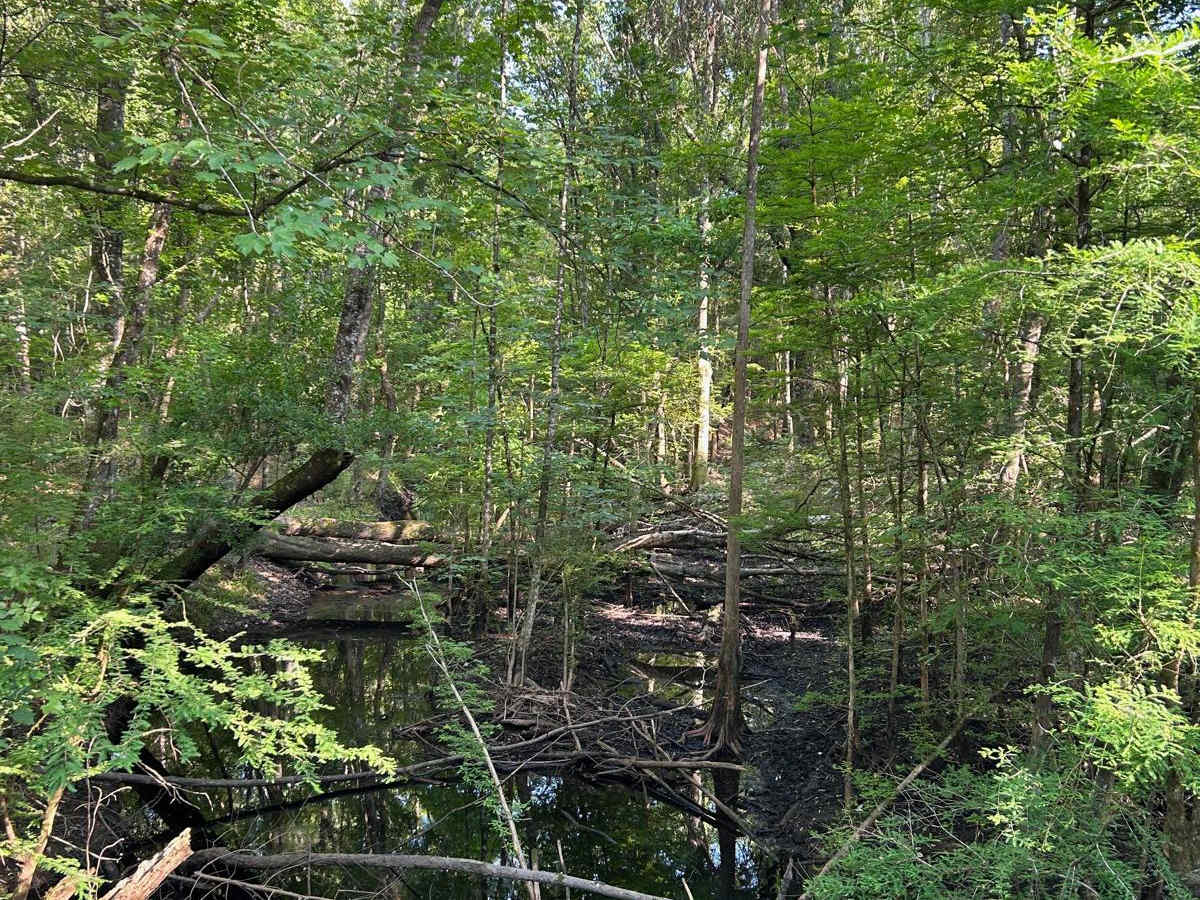Cooter Creek - FSR 224 photo 4