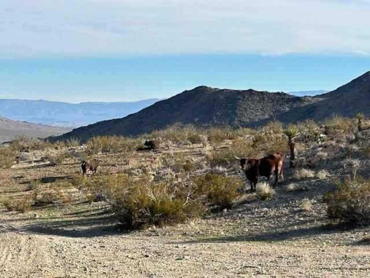Cougar Buttes to Slash X Ranch Cafe photo 5