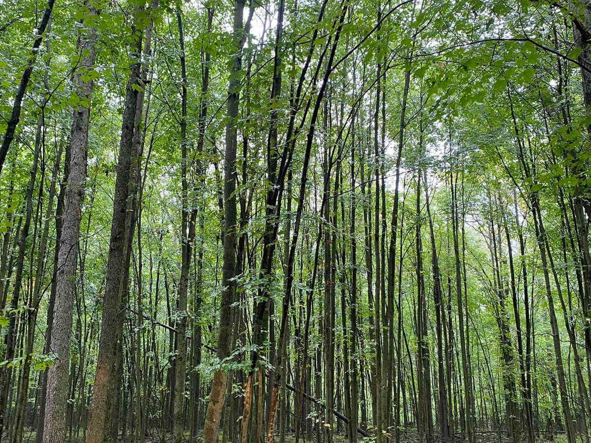 Ward Hills Loop photo 6
