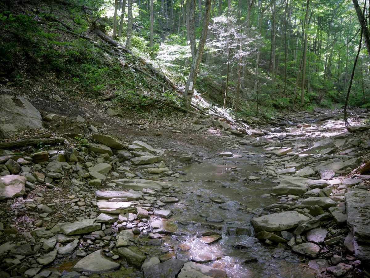 Trail 23 Sawmill Run photo 5