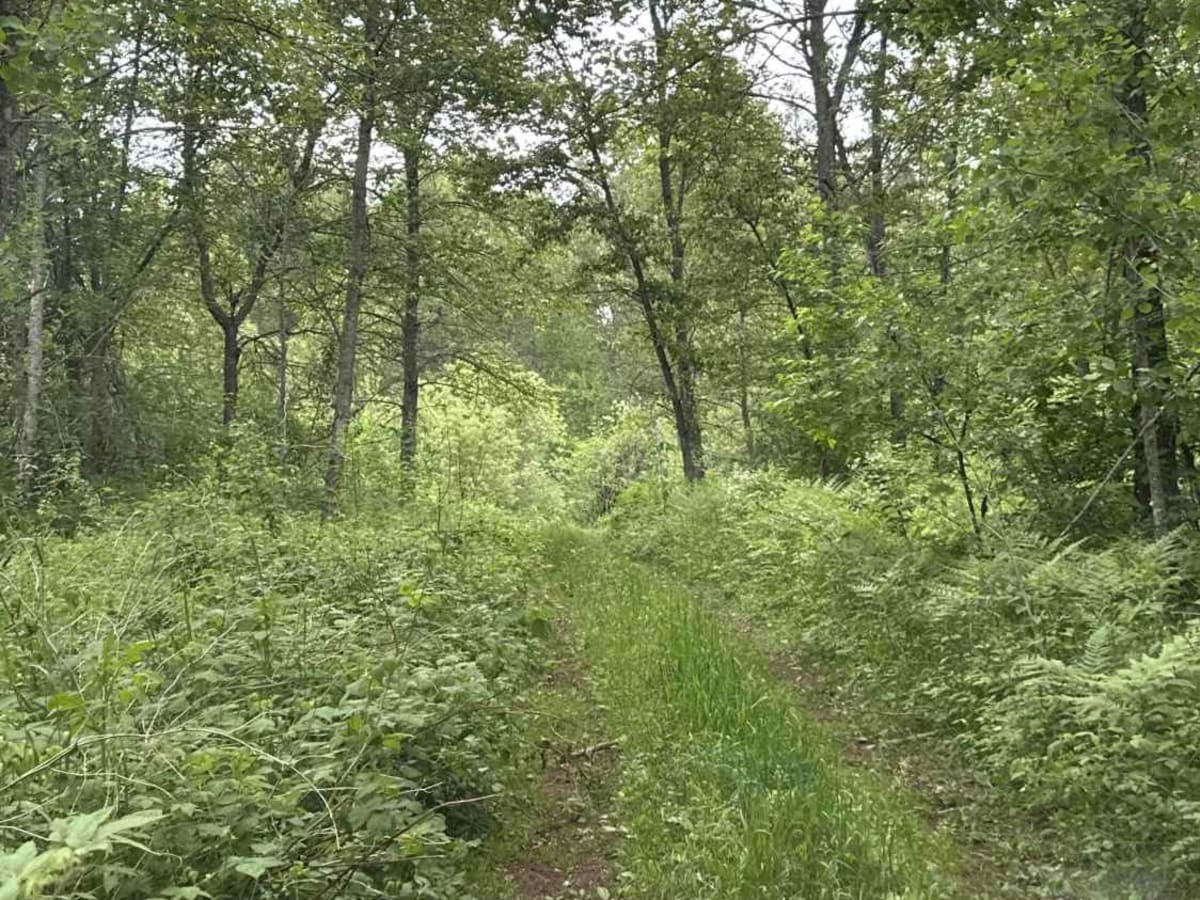 Ozark photo 5