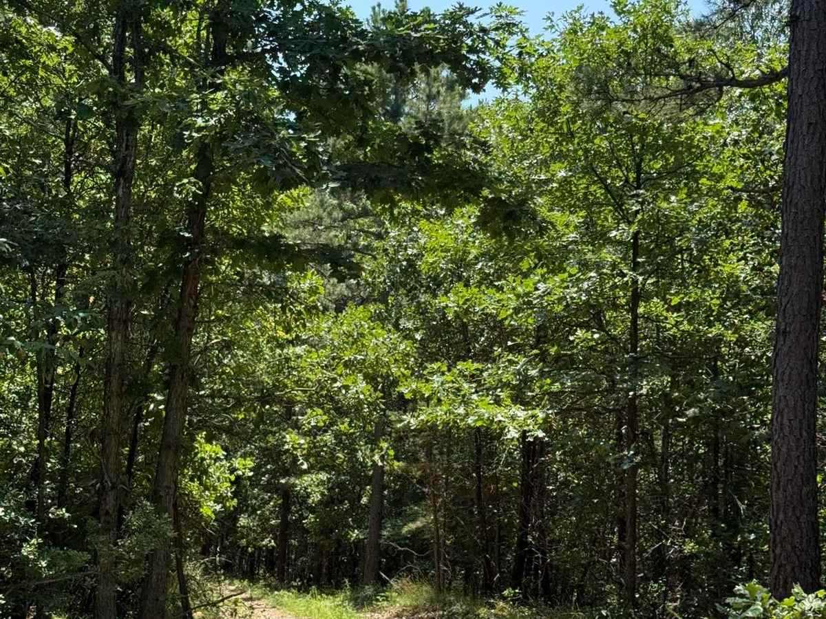 Casen's Trail photo 2