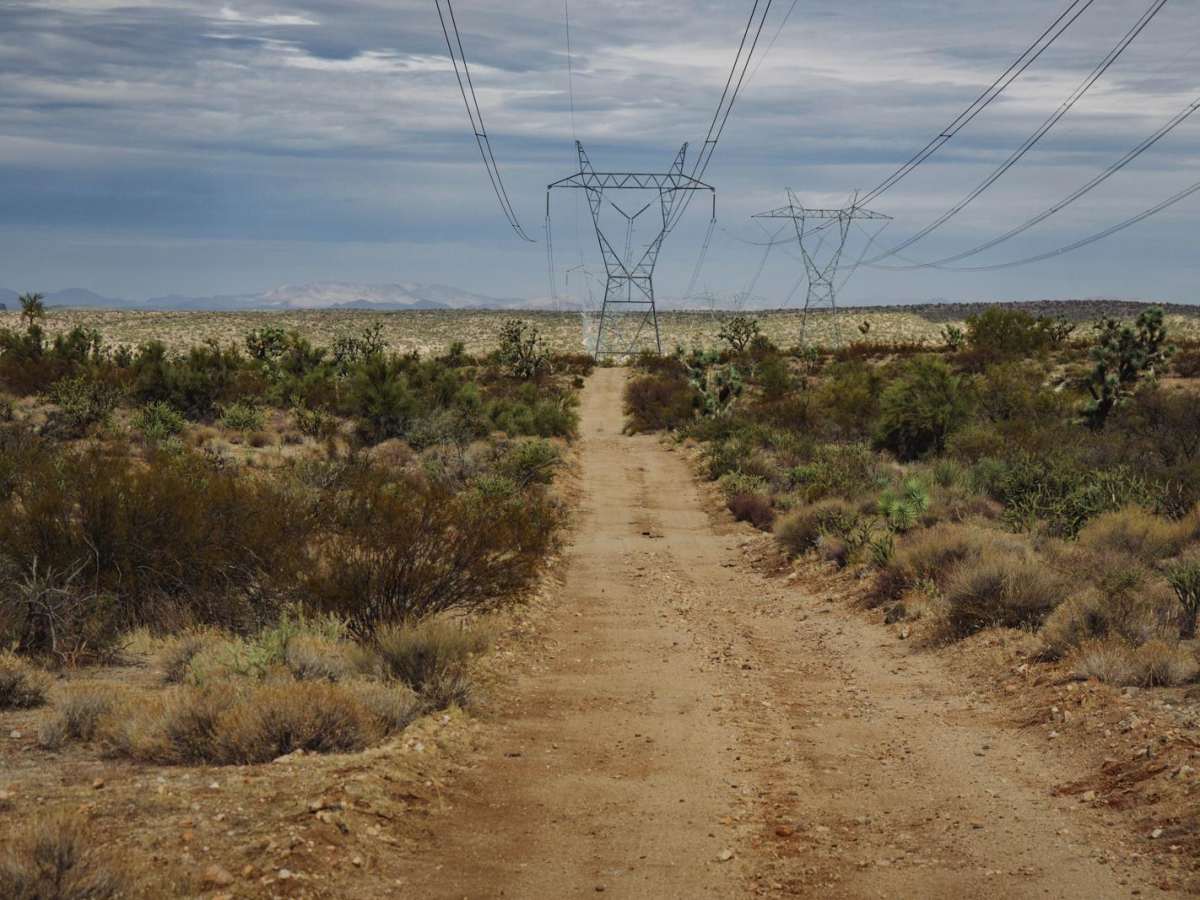 Electric Alien Trees photo 6