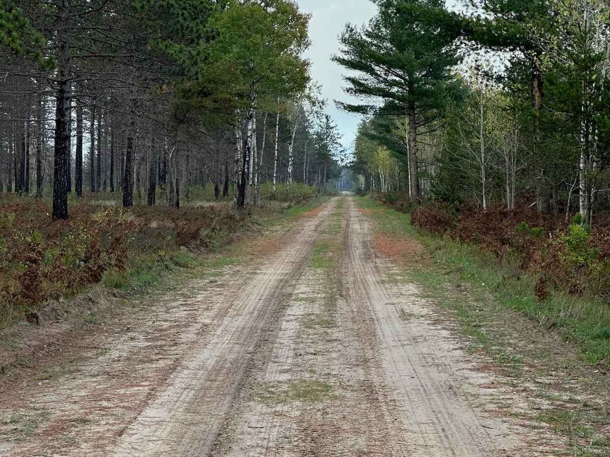 Bog Lake - FS 2686 photo 5