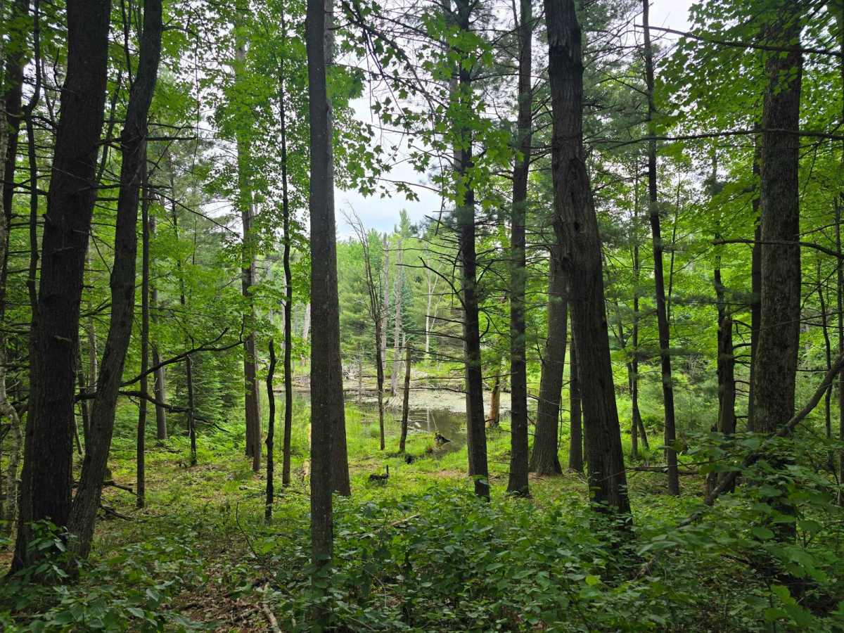 Ambrose Lake - Ogemaw Hills North trail photo