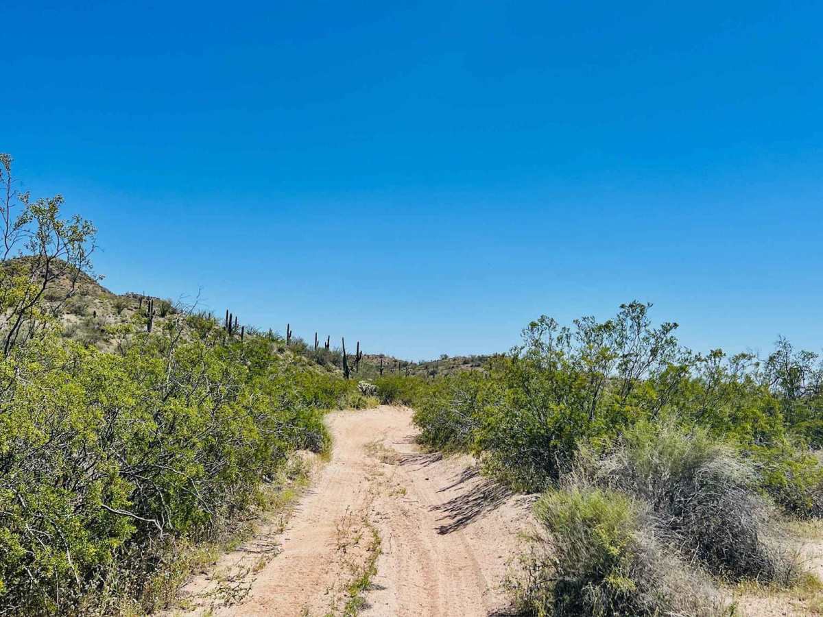 BLM 9095 photo 5