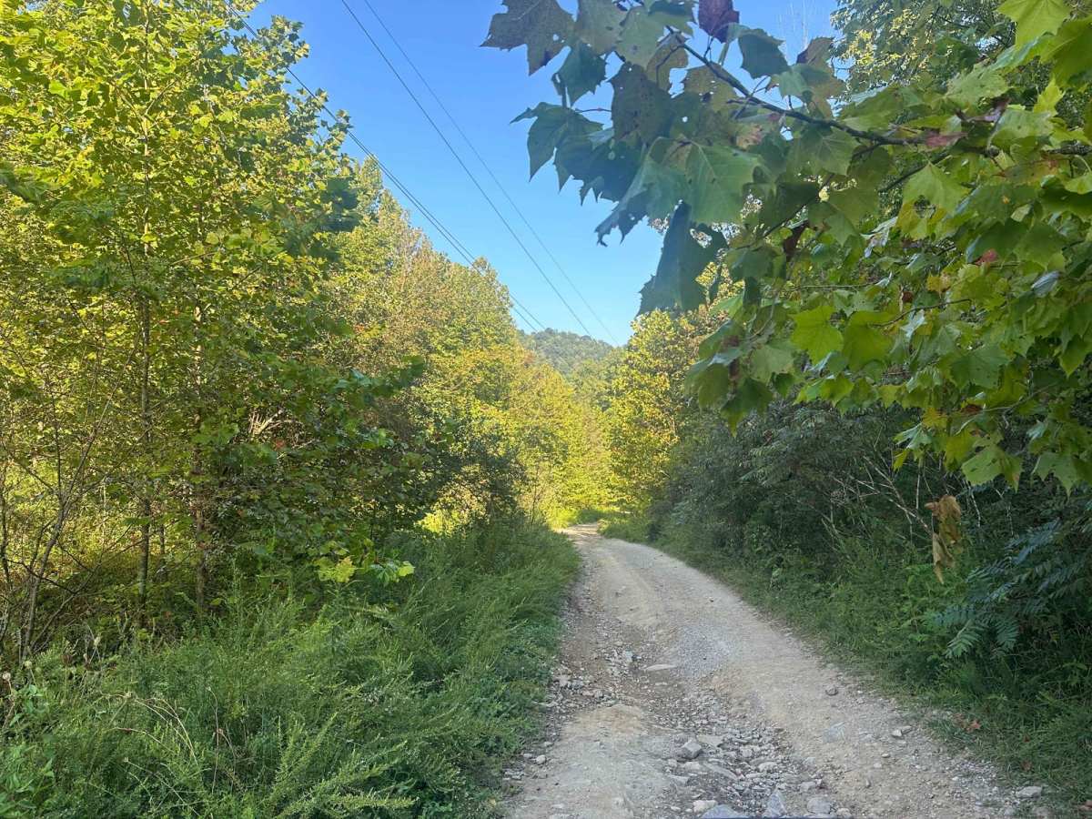 Gabe's Branch Road photo 4