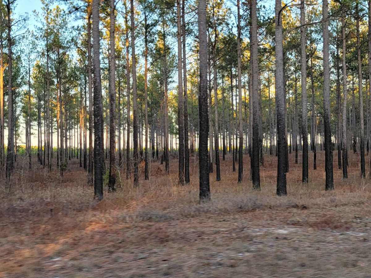 Chowan Game Lands - Bear Spotter photo 3