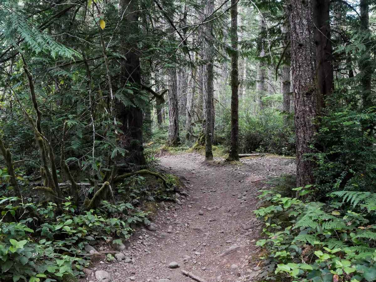 Tahuya River Trail photo 5