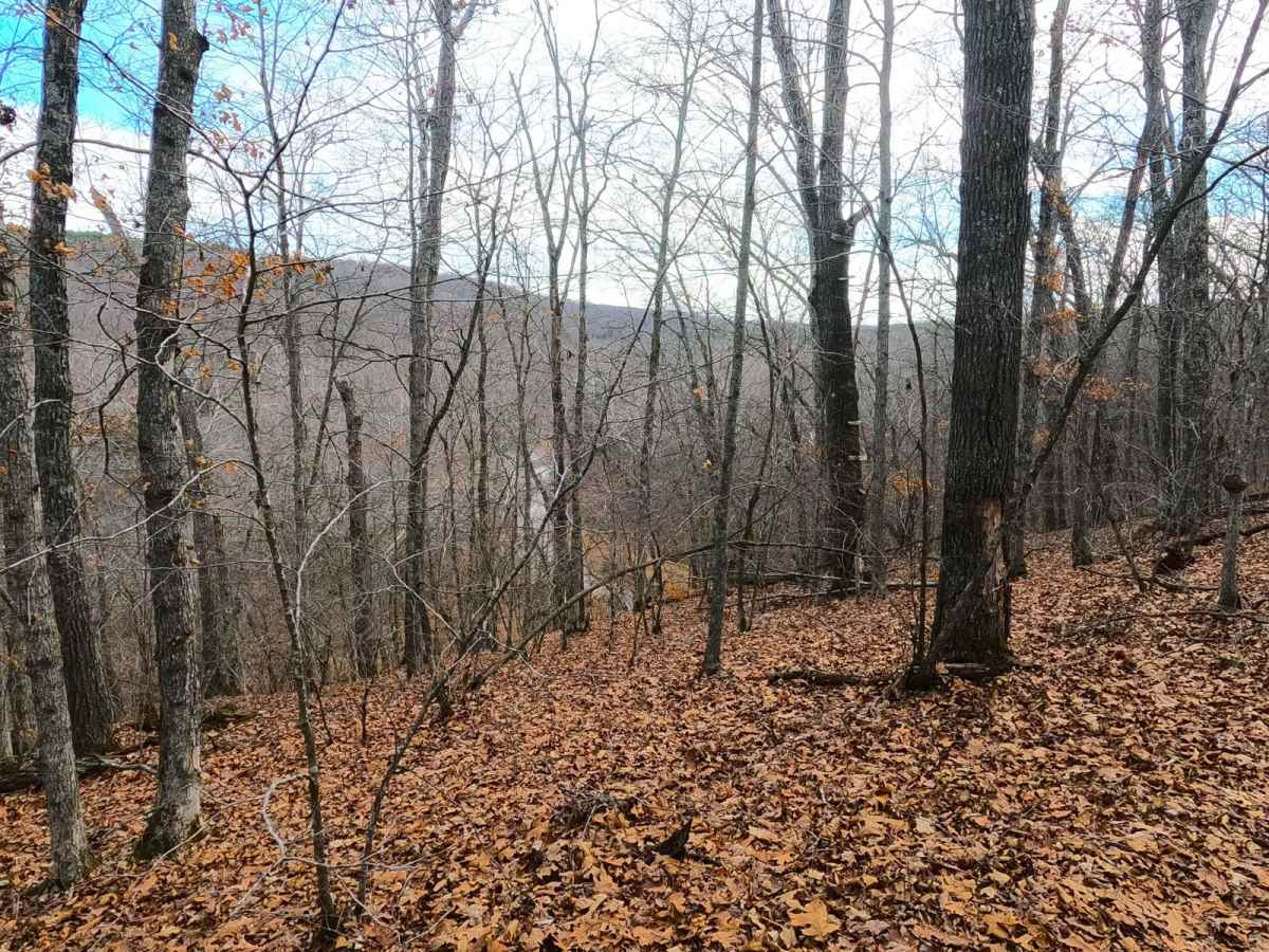 Witch Hazel - FS 2914 trail photo