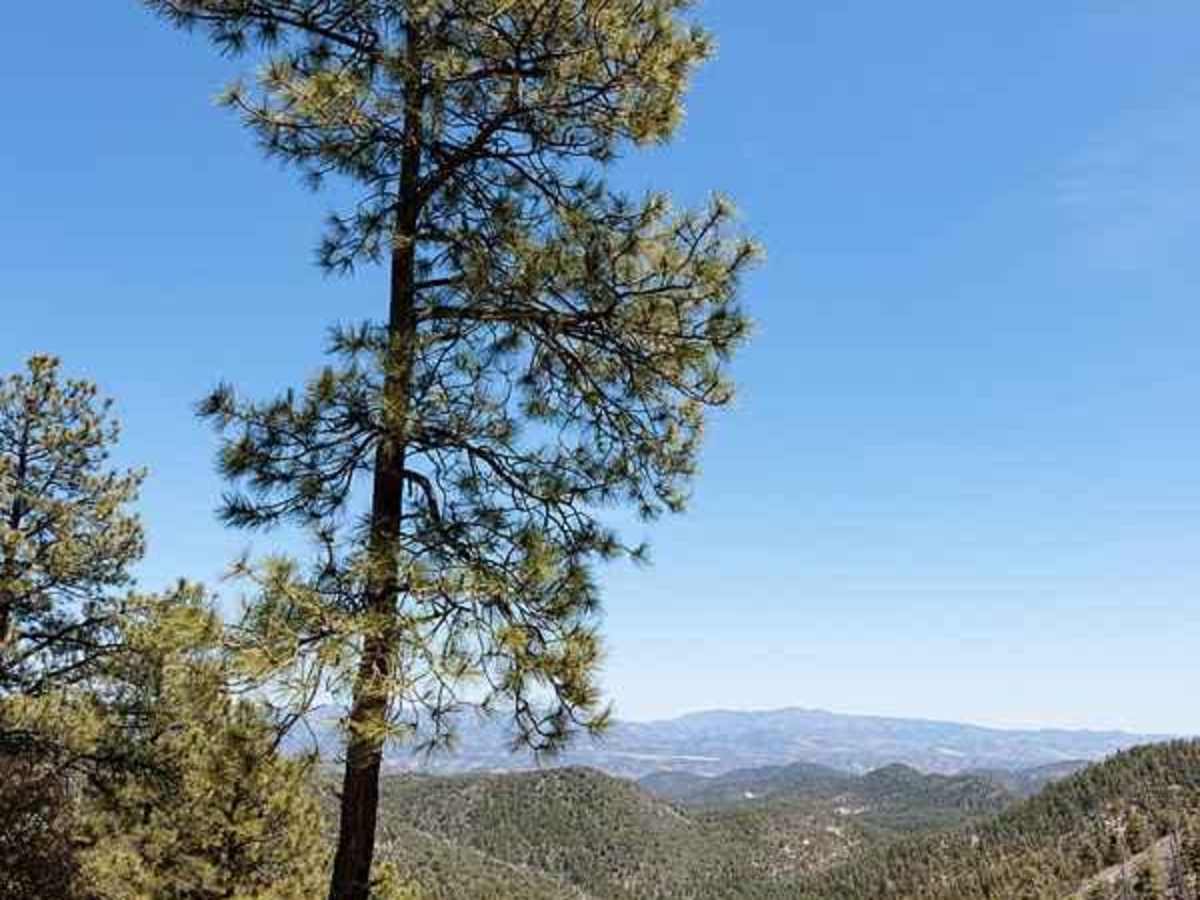 Bear Canyon Rd-FS 855 A photo 4