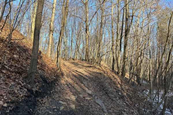 Locust Gap 82