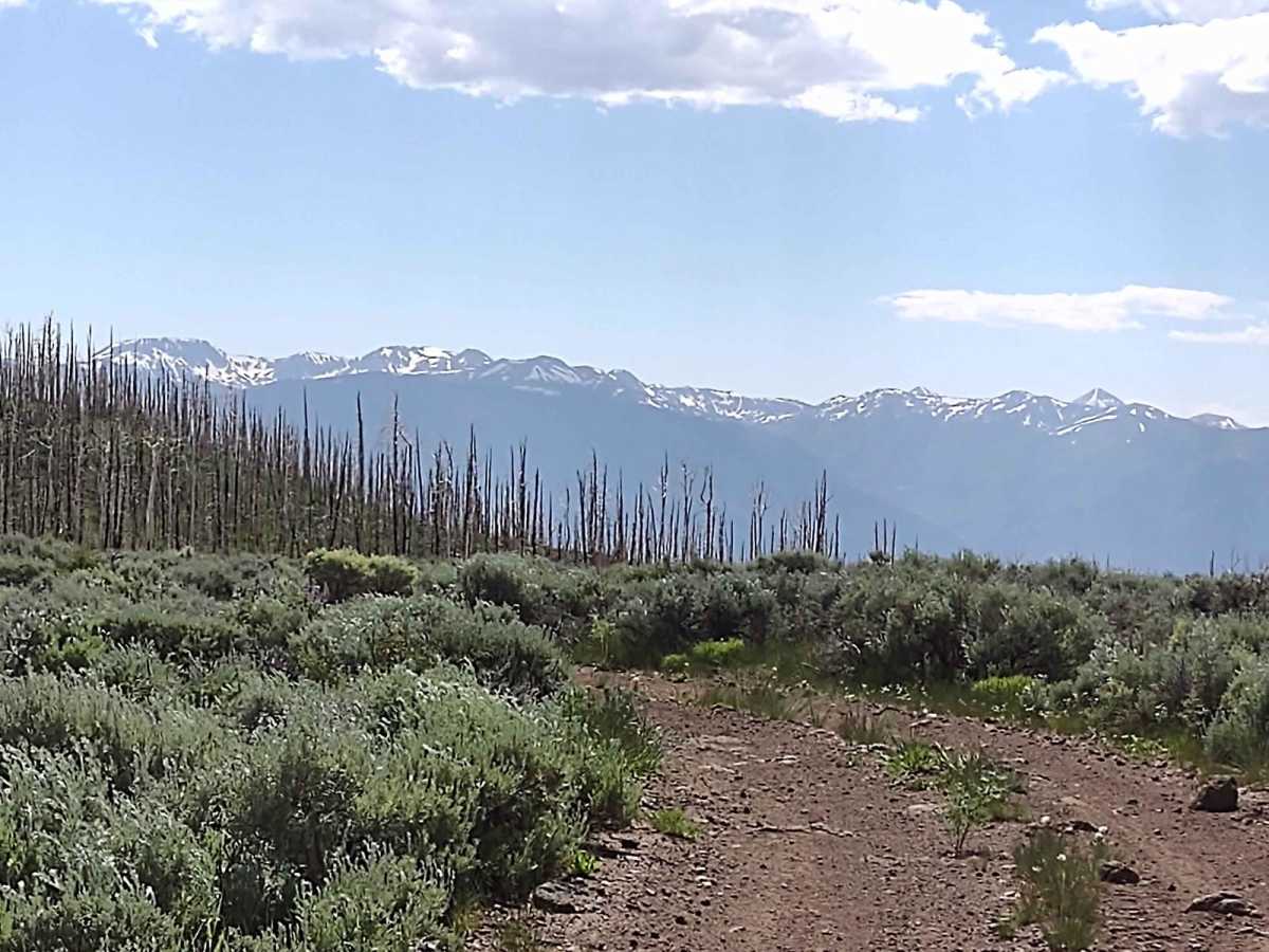 Burned Aspen Loop - FS 41230 photo 6
