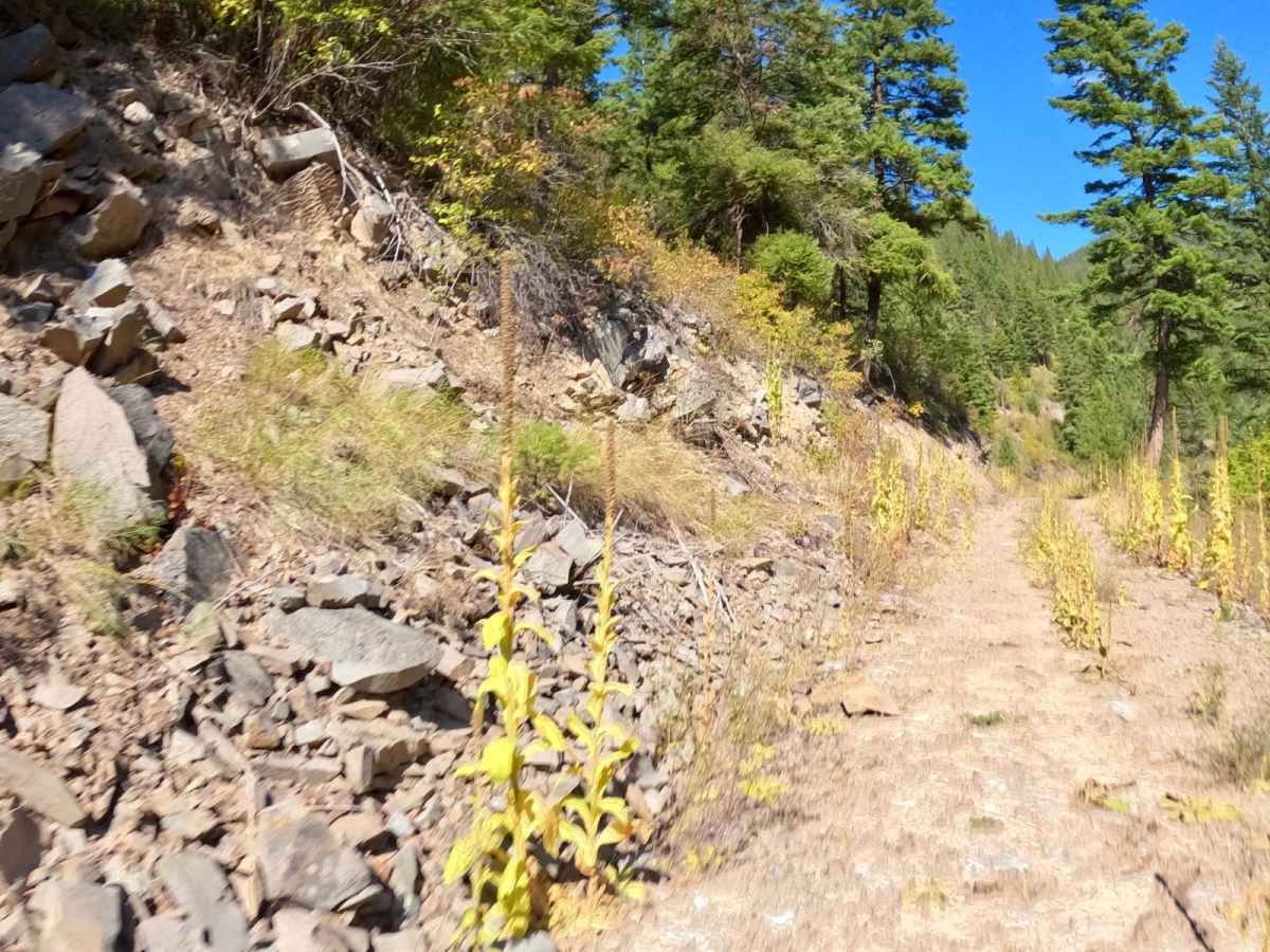 Deep Creek Road Spur Loop photo 6