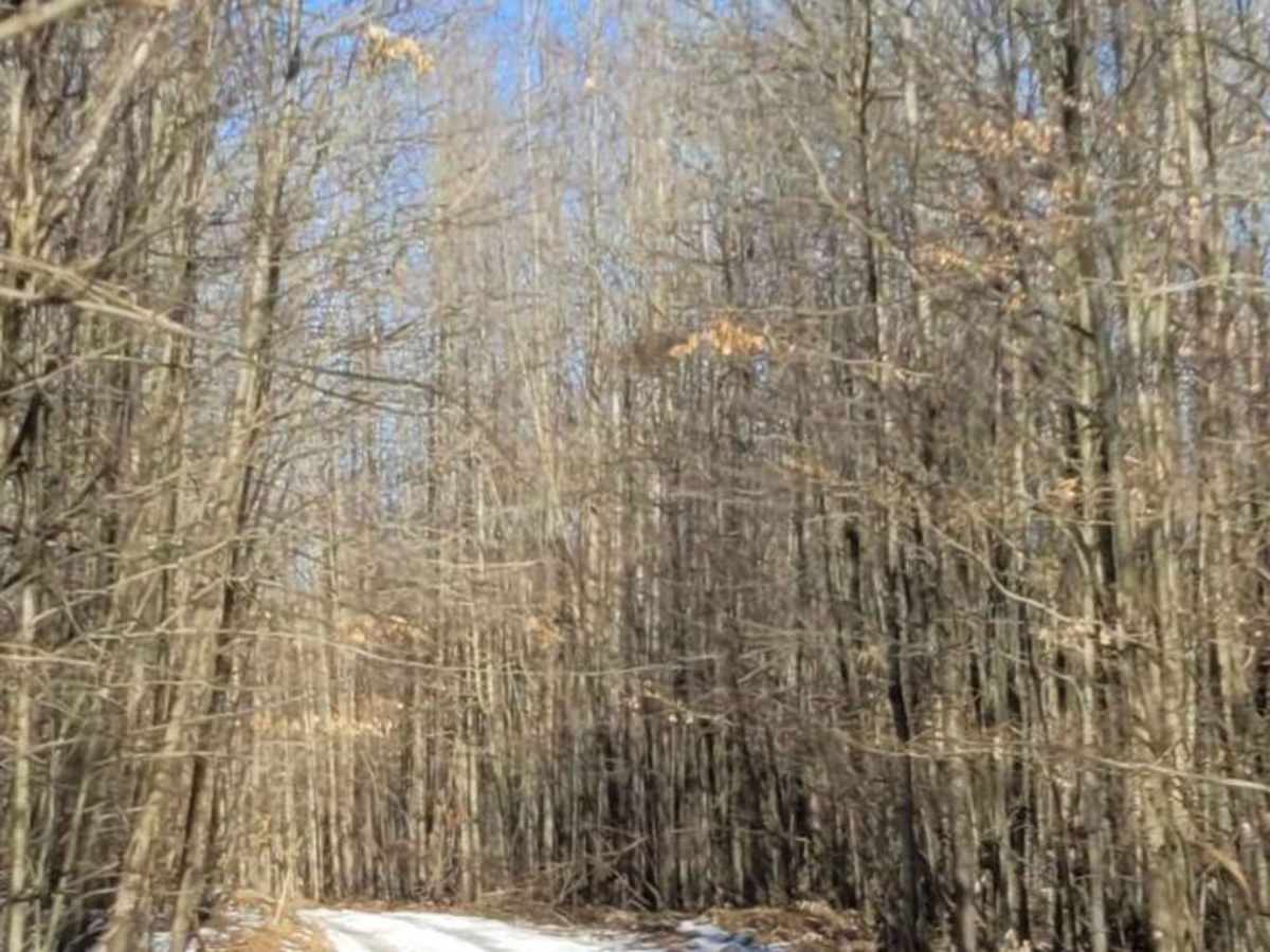 Tin Cup Springs Loop trail photo
