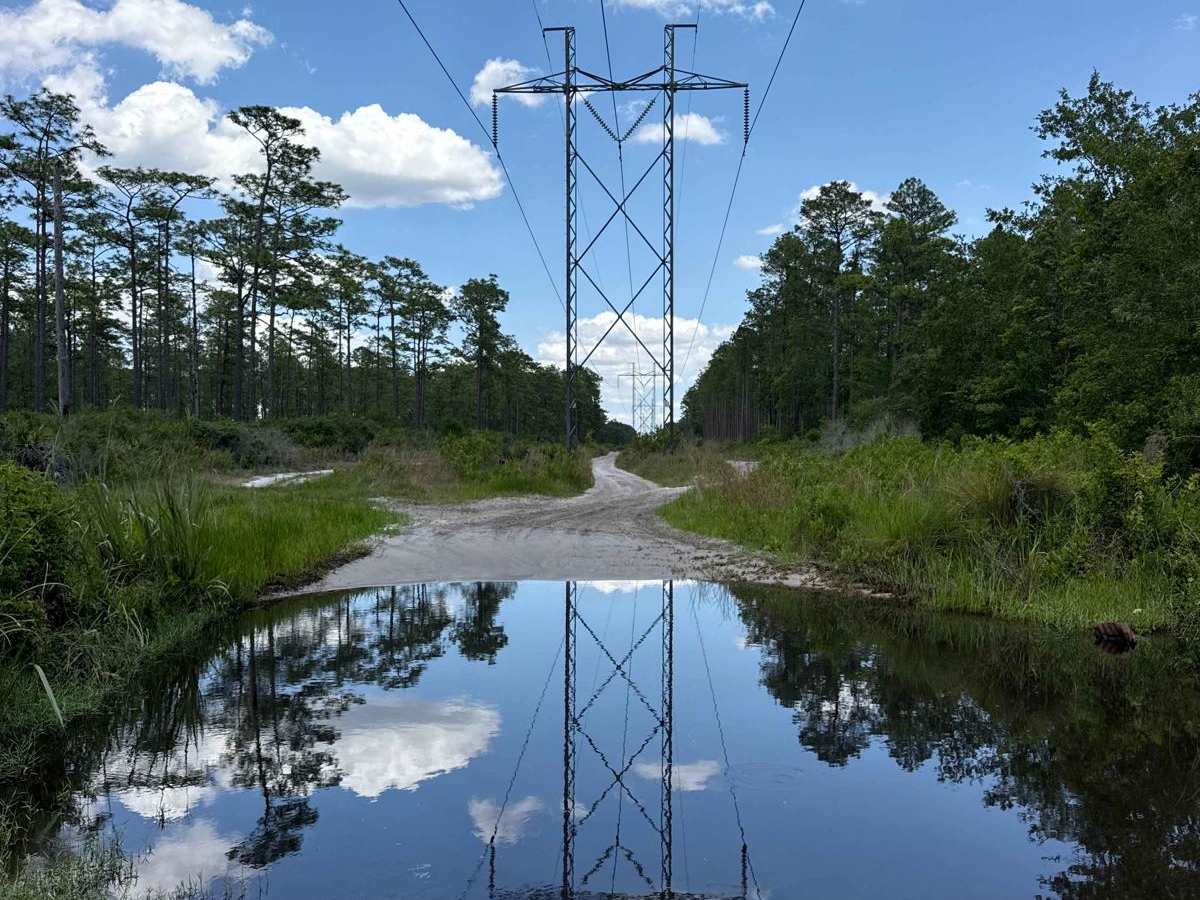 East Wandering Wiregrass trail photo